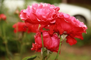 Rosenbeete